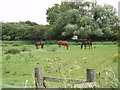 Horses on Haxey Carr in DN9 2JW
