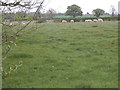 Old pasture alongside Whitnash Brook in CV31 1UT