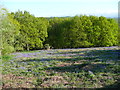 Bluebells in a field, Meltham in HD4 7DP