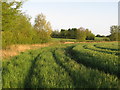 Arable field margin near Smiths Green, Steeple Bumpstead in CB9 7DZ