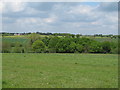 Looking over grassland to a wood, north of Sudbury Road, Bulmer in CO9 3BL