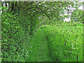 Footpath on field boundary, Little Cornard in Little Cornard