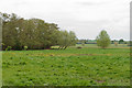 Stour flood plain, Great Henny in CO10 7LT