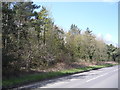Trees beside Cromer Road in NR27 0JW