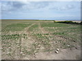 Coastal crop field, Sidestrand in Sidestrand