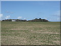 Crop field off Cromer Road in Sidestrand