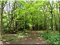 Footpath in Woods at Little Warley Common in CM13 3RZ