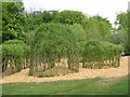 Living willow structures at NBGW in SA32 8HG