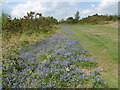 Bluebells next to The Wealdway in Duddleswell