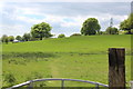 Pasture & beech tree, south west of Trinant in NP11 3AX