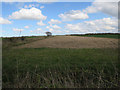 Maize stubble by Bintree Road in Billingford