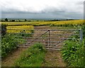 Field of Rapeseed, near Moortown Road in TA10 0AB