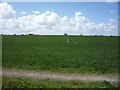 Crop field west of Mundesley Road in NR28 9TG