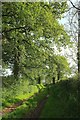 Green lane south of Higher Tale in EX5 2RP