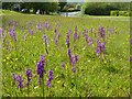 Green-winged orchids in Welland in WR13 6NQ