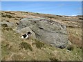 Erratic boulder in Caerhun Community