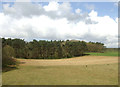 Farmland towards Oak Wood in NR12 8FA