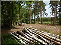 Timber Harvesting Horsell Common in GU21 4YB