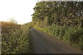 Lane near Woodbury Park in EX5 1JJ