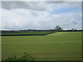 Fields near Vicary Farm in LE12 8AA