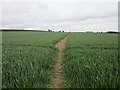Footpath through a wheatfield in DN20 9JE