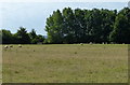 Sheep and pasture next to the Aylesbury Arm in HP22 7AP