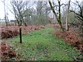 Path junction on The Serpent Trail, Lavington Common in GU28 0QL