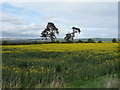 Oilseed rape crop near Cleckemin in TD15 2GP