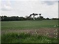 Clump of pine trees in a field in DN41 7AE
