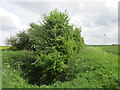 Hawthorn clump in DN41 7QQ