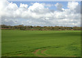 Crop field near Belaugh Green in NR12 8QR