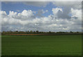 Crop field near Belaugh Green in NR12 8QU