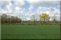 Crop field near Stonyhills Plantation in NR12 8HF