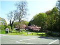 Old Mill trees in blossom, St Issells, Saundersfoot in SA69 9AL
