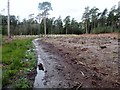 Felled area with new planting in GU28 0QN