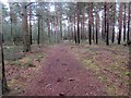 Pine trees, Graffham Common in GU28 0QN