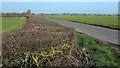 Wide hedge, Mark Moor in TA9 4AX