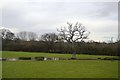 Tree, Exminster Marsh in EX2 8LP