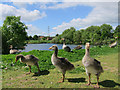 Goslings at Leybourne Lakes in ME6 5JJ