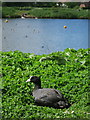 Coot at Leybourne Lakes in ME6 5JJ