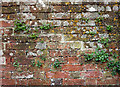 Wall: Stackpole Walled Garden in SA71 5DE