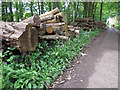 Timber stack: Stackpole Lodge Park in SA71 5DE