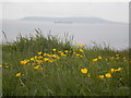 Osmington Mills: patch of buttercups on Bran Point in DT3 6HJ