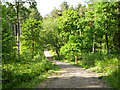 Track in Broxbourne Wood in SG13 8NZ