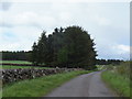 Trees by the Leden Urquhart Road in KY14 7SN