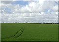 Crop field near Lyngate Farm in NR28 0NG