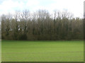 Young crop field towards woodland in NR28 0NJ