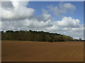 Field towards Antingham Wood in NR28 0NR