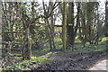 Footpath off Garlinge Green Rd in Chartham & Stone Street Ward