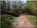 Path in Mugdock Wood in G62 8EP